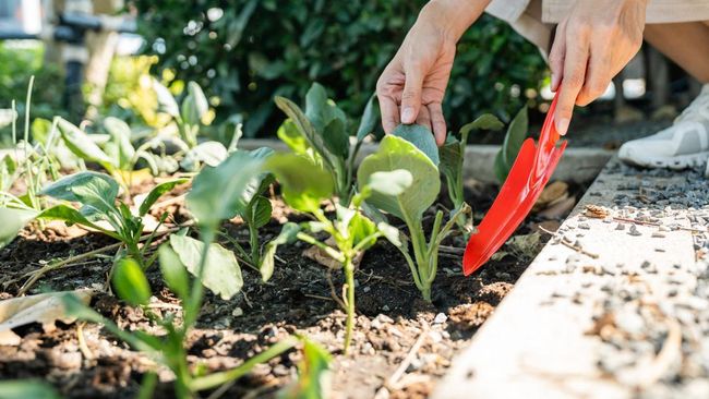 Cara Membuat Kebun Sayur di Rumah untuk Menghemat Belanja Bulanan